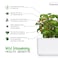 CLICK &amp; GROW WILD STRAWBERRY REFILL 3 PACK