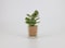 Artificial succulent bonsai-Model 09