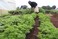 Gardenz Parsley Plants Seeds (Made In Spain) By Agrimaxgroup