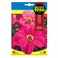 Fito Semillas 670 Petunia Dwarf Compact Rose Seeds