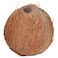 Dry Coconut Per pc