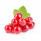 Red Currant Import Pack