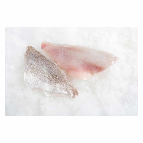 Fresh Grey Snapper Fillet