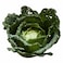 Savoy cabbage