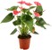 Set of 3 PCS Anthurium Red 40-45 CM   Fresh Indoor Plants