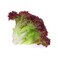 Lettuce Lollo Rosso