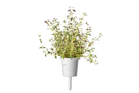 Click and Grow Smart Garden Thyme Plant Pods, 3-Pack
