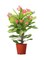 Brook Floras   Euphorbia 30-35 CM Fresh Indoor Plants