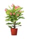 Brook Floras   Euphorbia 30-35 CM Fresh Indoor Plants