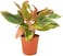 Brook Floras   Aglaonema Pink Siam 22-25 CM - fresh indoor plants