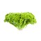 Lettuce Lollo Verde