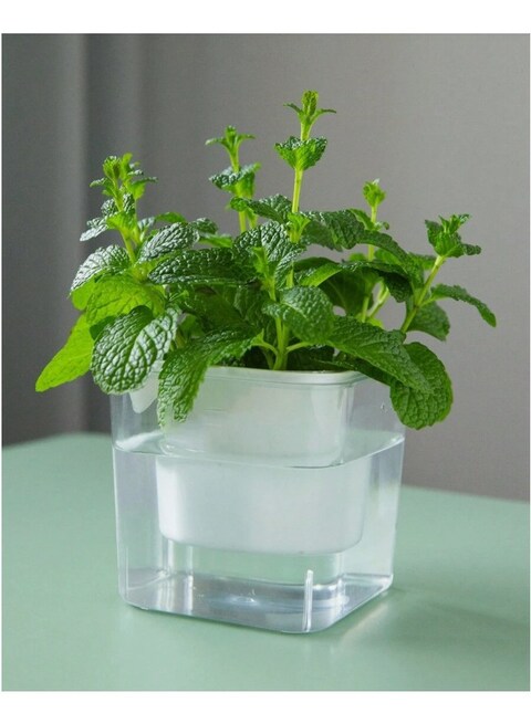 vsell24&nbsp;Hydroponic Indoor Plant with Clear Plastic Container - Elegant Design, Easy Maintenance-Large