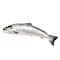 Fresh Salmon Whole