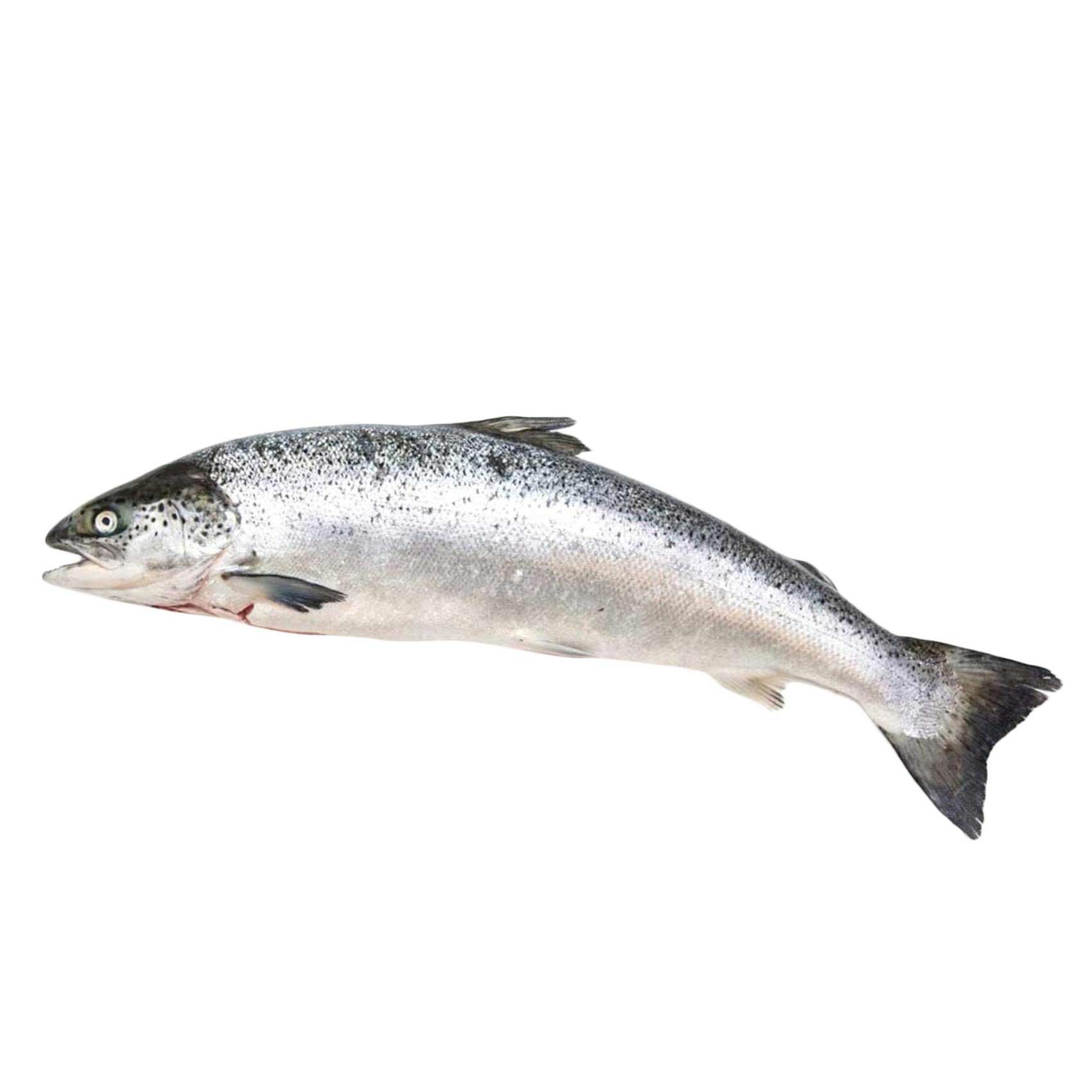 Fresh Salmon Whole