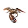 Live Canadian Lobster