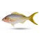 Yellowtail Scad (Per Kg)