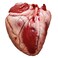 Lamb Heart Fresh