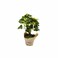 Rodesert Plant Bd 2.100