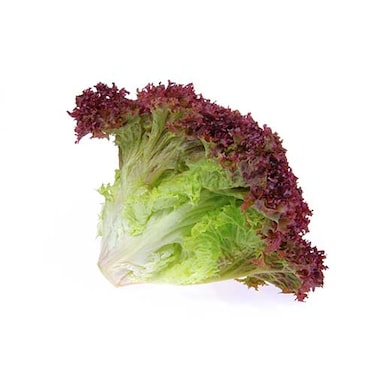 خس لاتوجا أحمر