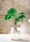 Hydroponic Indoor Plant with Plastic Container For Home &amp; Office Decoration