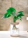 Hydroponic Indoor Plant with Plastic Container For Home &amp; Office Decoration