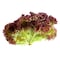 Lollo Rosso Red Lettuce