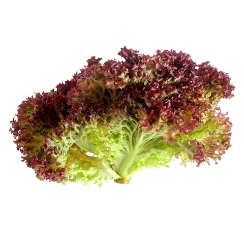 Lollo Rosso Red Lettuce