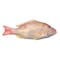 White Snapper Whole Fish