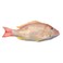 Fresh White Snapper Whole