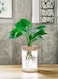 Hydroponic Indoor Plant with Plastic Container For Home &amp; Office Decoration