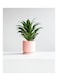 lower Pot with Drainage Holes and Saucers Plants Indoor Modern Home Decor Ceramic Flower Pots Indoor Bonsai Container-Medium