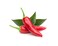 Click and Grow SGR6x3 Smart Garden Chili Pepper Plant Pods, 3-Pack