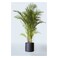 Areca Palm 15Cm