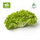 Techno Farm Organic Lollo Bionde Lettuce Box - 200g