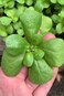Purslane Seeds AG0158 with Perlite box by GARDENZ
