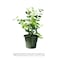 Jasmine Mogra 40-50 CM - Fresh Plants