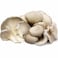 Organic Oyster Mushrooms