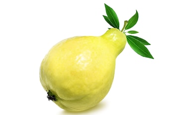 جوافة