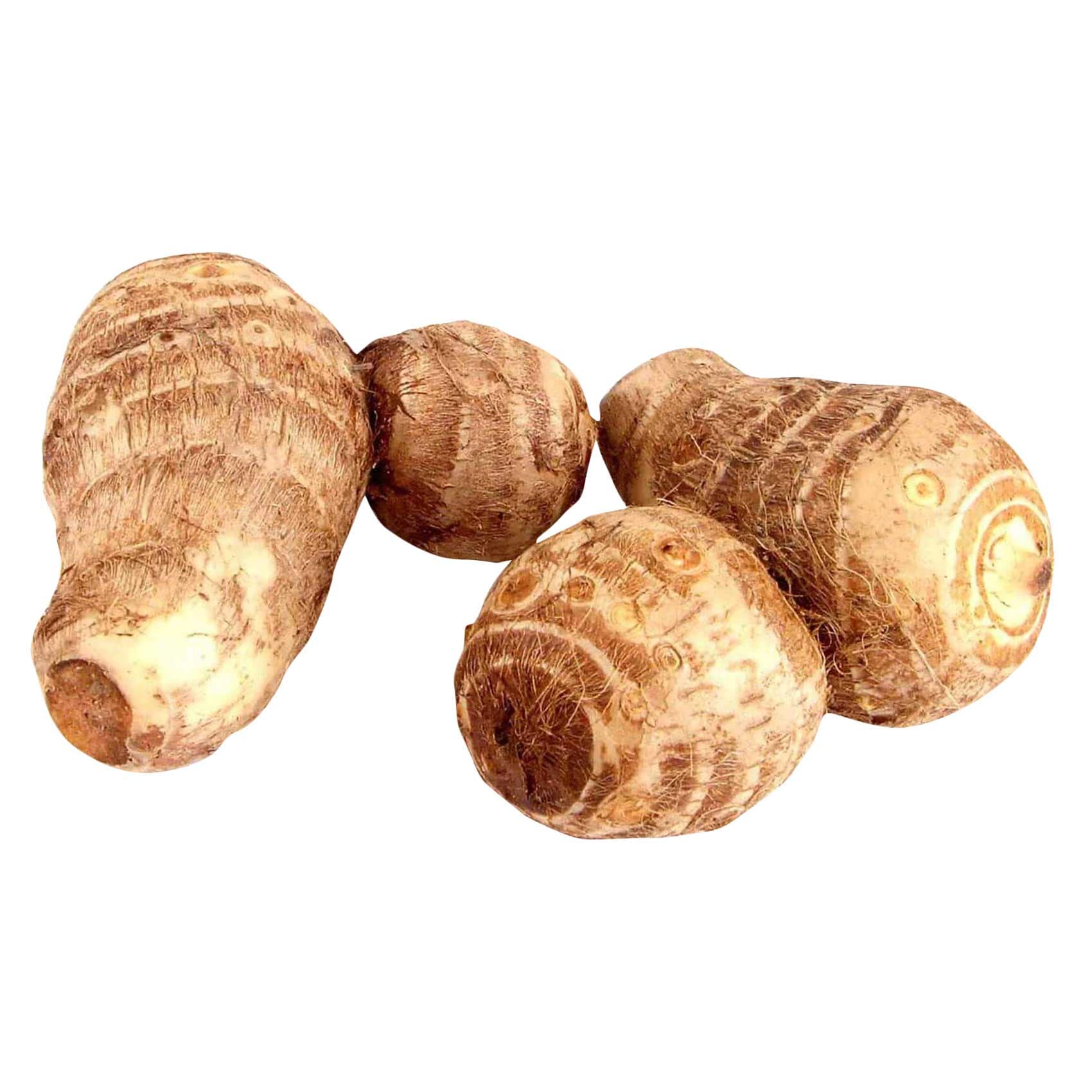 Indian Colocasia Small