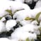 Generic - Artificial Instant Snow Fluffy Snowflake Super Absorbant Man, Made DIY Snow Powder Magic Prop Christmas Party Decorations DIY Gift