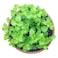 Pot Herb Mint