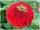 Pack of 3 Bright Red Zinnia Flower Seeds