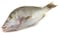 Shour Fish - Big - 700-2kg
