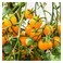 Cherry Tomato Orange per kg