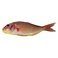 Fresh Sultan Ibrahim Fish