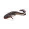 Fresh Catfish (Egypt)