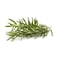 Fresh Rosemary Pack