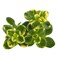Lemon Thyme Herbs 50g