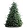 Fresh Oregon Nobilis Blue Fir Christmas Tree 6 to 7 ft.