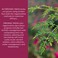 Organic India Organic Moringa Herbal Supplement Vegetarian Capsules Pack of 90